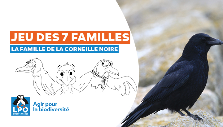 Jeu des 7 familles ESOD : La famille de la Corneille noire